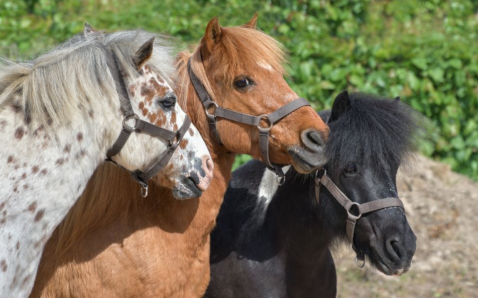 Les Poneys de l'Etoile d'Orion