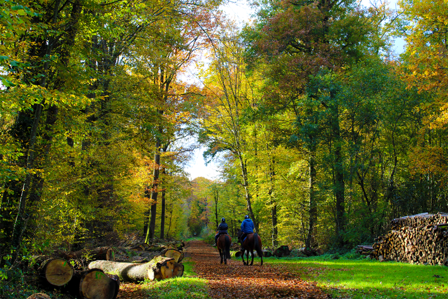 Forêt de Malvoisine