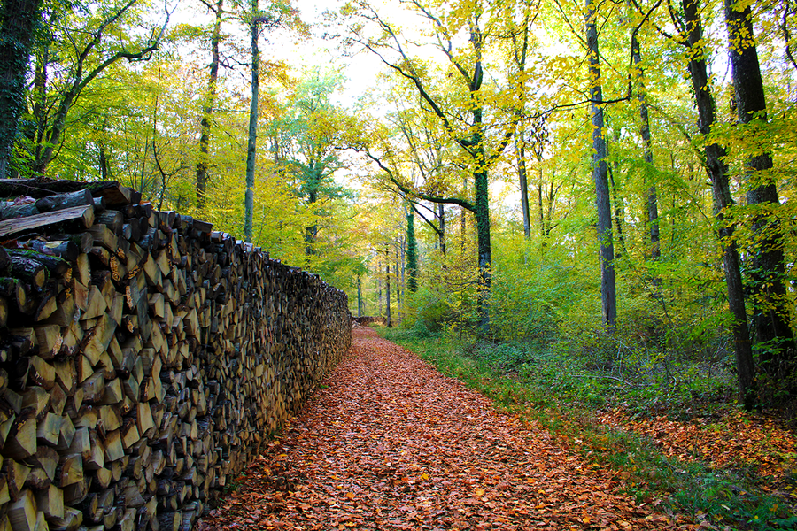 Forêt de Malvoisine