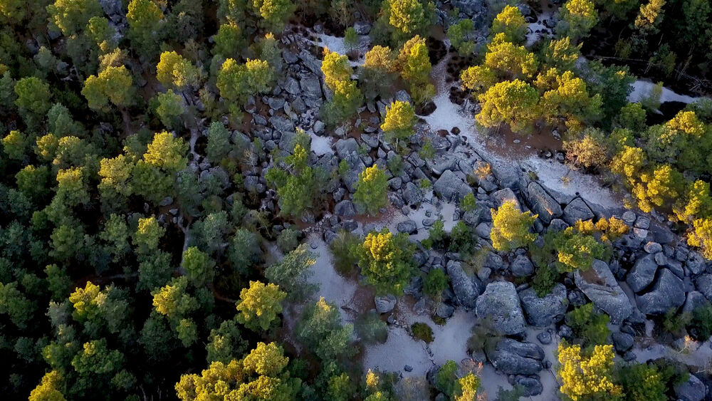 Visites guidées thématiques en forêt