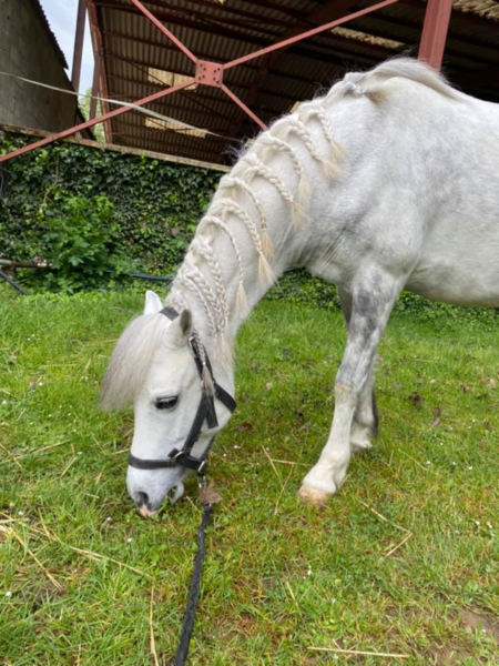 Les Poneys de l'Etoile d'Orion