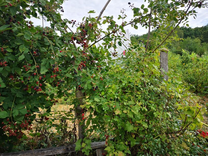 Le jardin dans la vallée