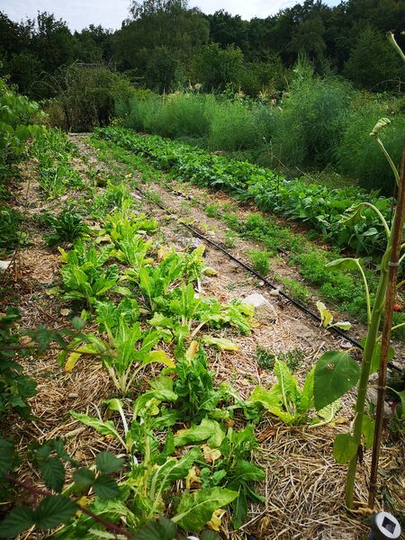 Le jardin dans la vallée