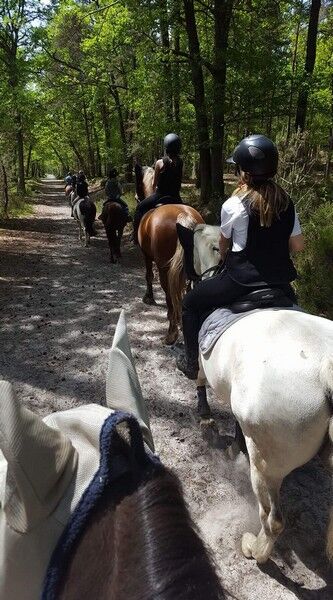 Écuries de la Faisanderie :  Stages, Ecole d'équitation