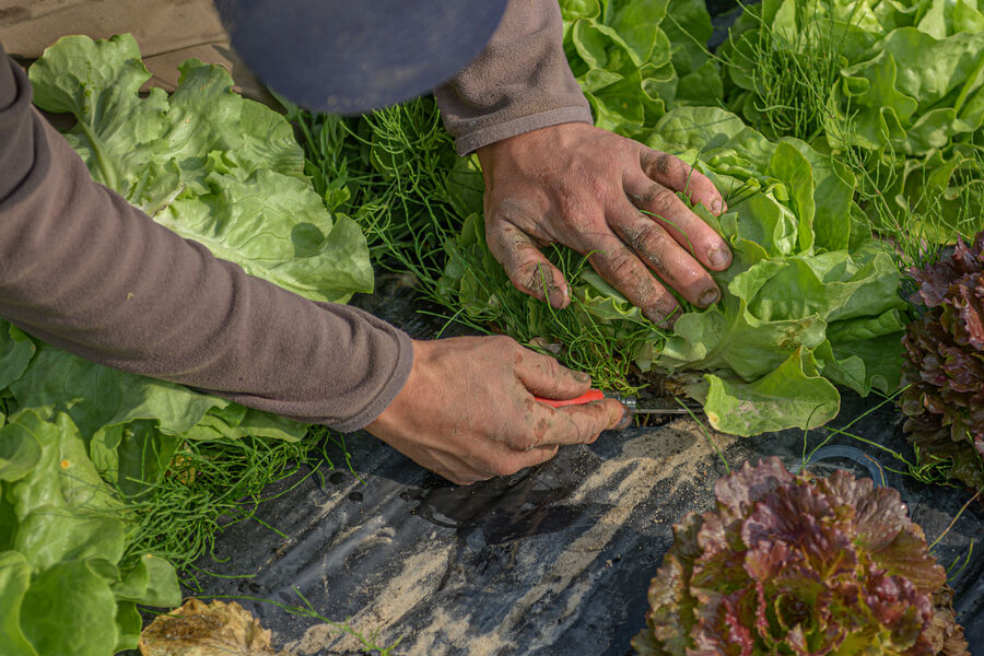 Le Village Potager