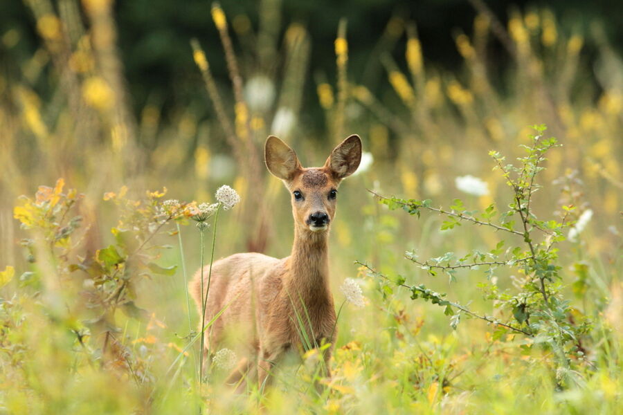 Visite sur la trace des animaux en forêt de Fontainebleau