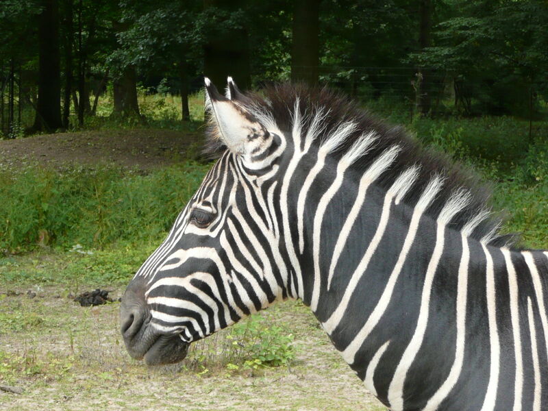 Parc Zoologique du Bois d'Attilly