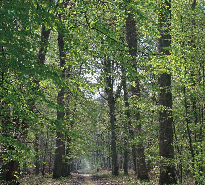 Seine, murs et forêt