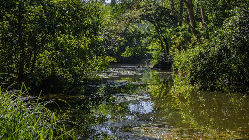 Entre canches et marais