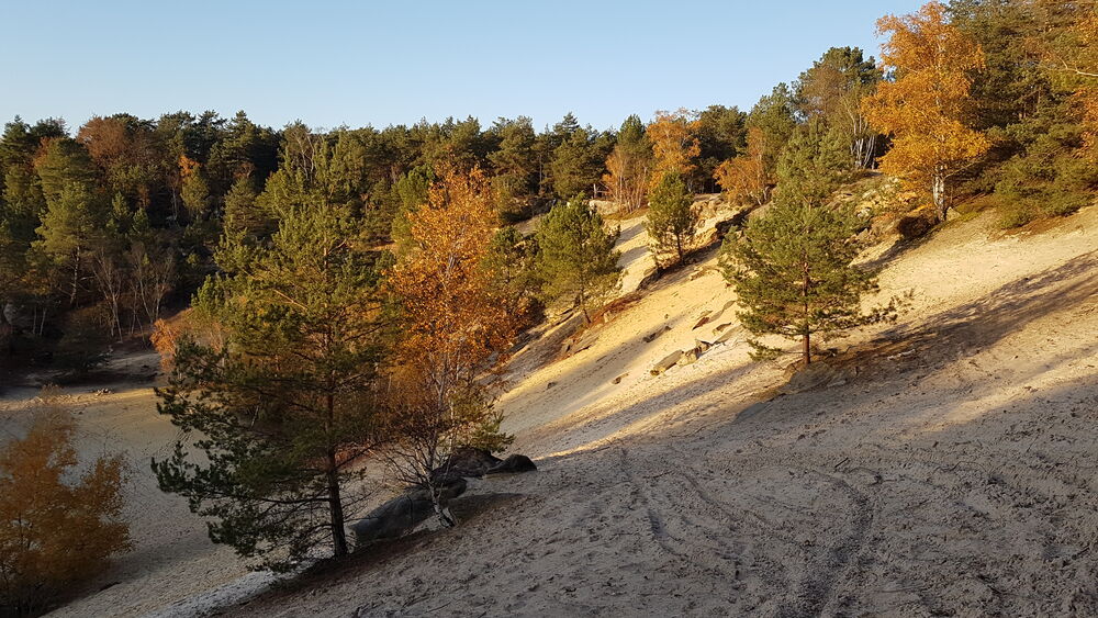 Forêt de Nemours