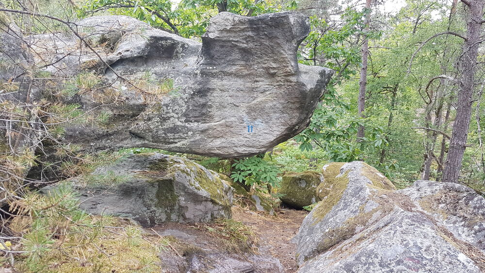 Forêt de Nemours