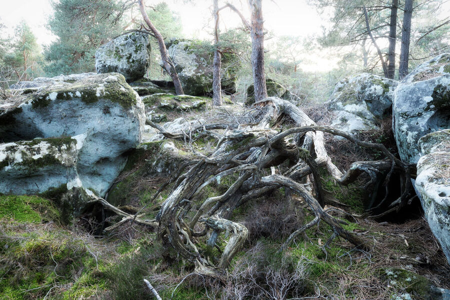 Stage photographique magie de la forêt