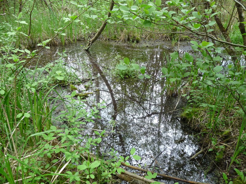 Le Marais de Négando