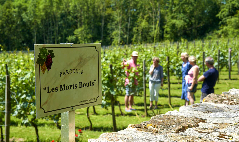 Visite guidée de la Maison de la Vigne et du Vin