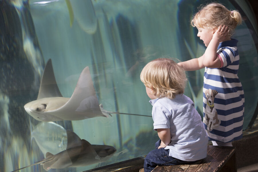 Aquarium Sea Life