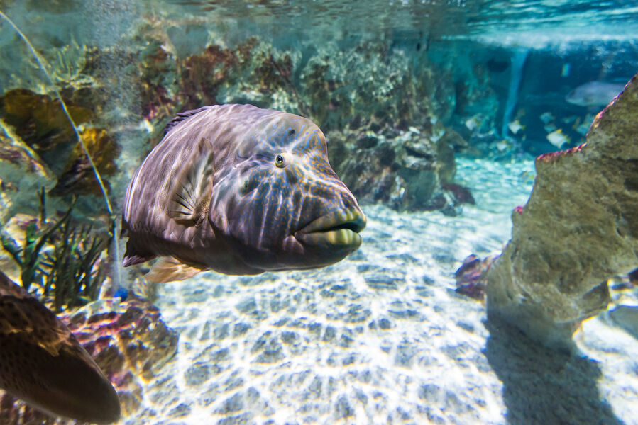 Aquarium Sea Life