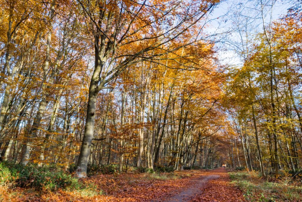 balade en foret de fontainebleau ©istock