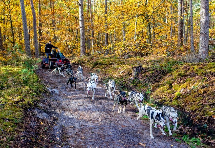 balade foret chiens traineaux Fontainebleau Seine et Marne