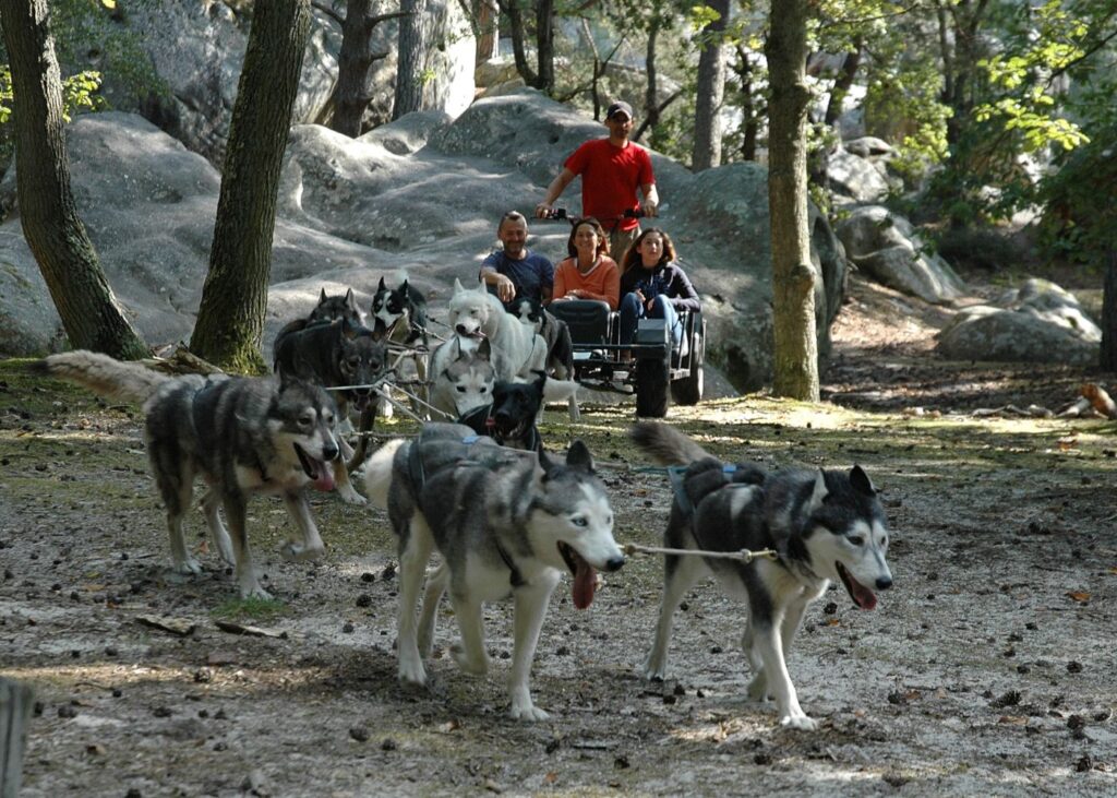 balades foret chiens traineaux Fontainebleau Seine et Marne x