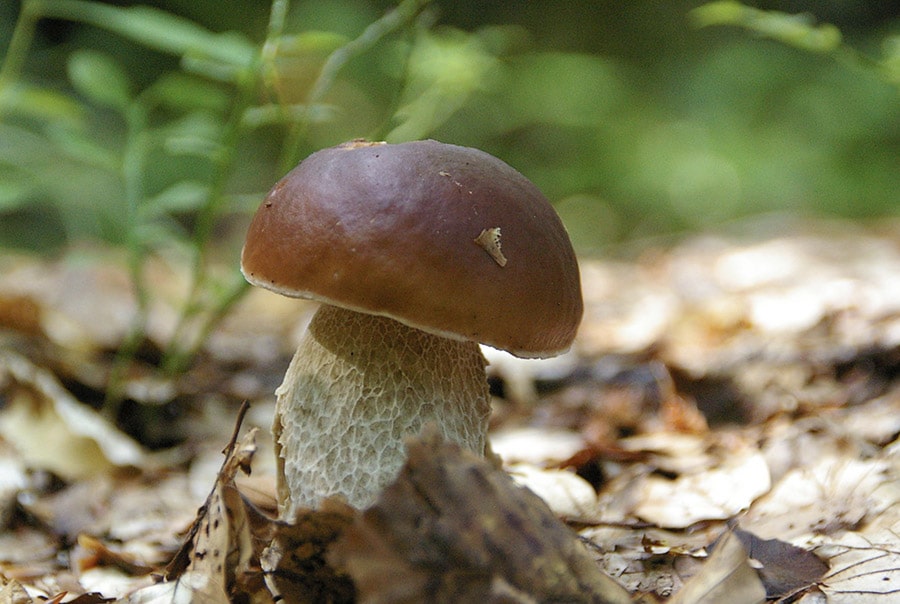 champignons cepes ©bferries cueillette seine et marne