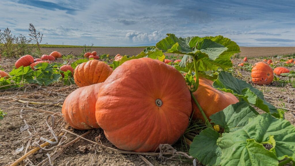 champs de courges seine et marne ©CTalos