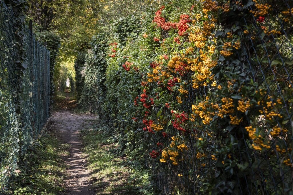 chemin sentier nature couleurs automne balade village de caractere Saint Mammes seine et marne cred SMA cbadet