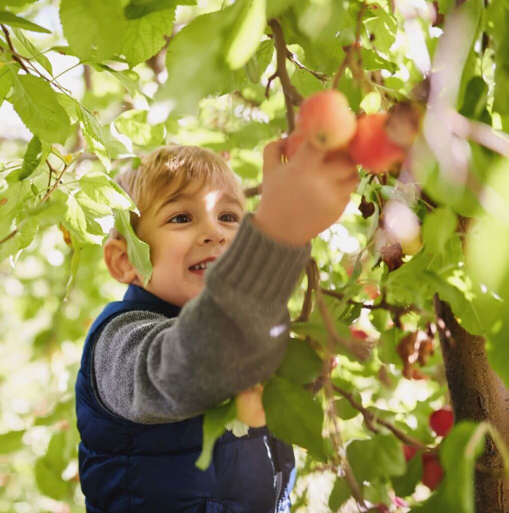 cueillette pomme seine et marne