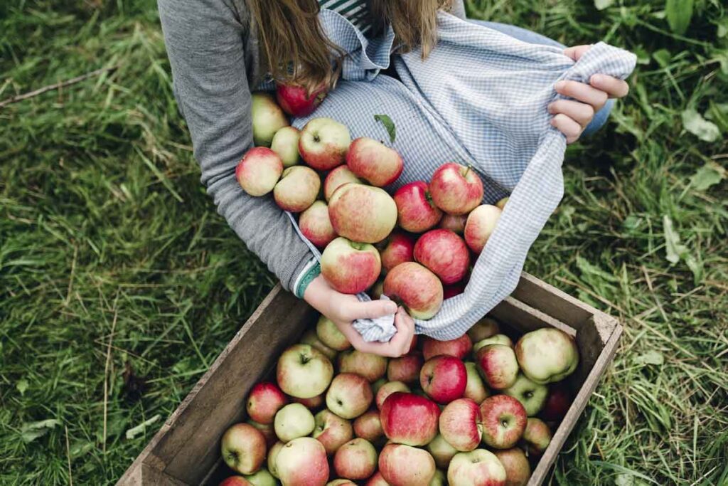 cueillette pommes © iStock