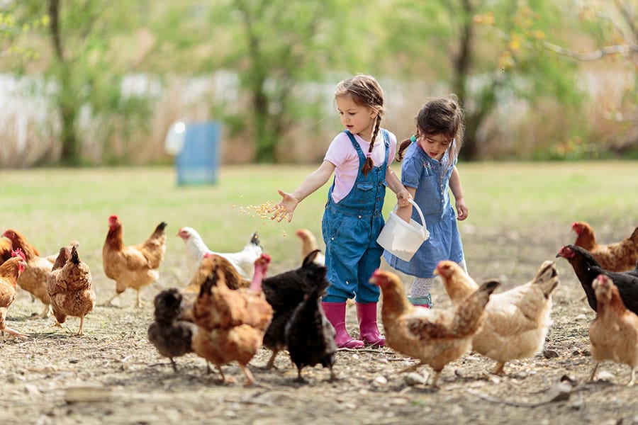 enfants poules ©adobestock seine et marne