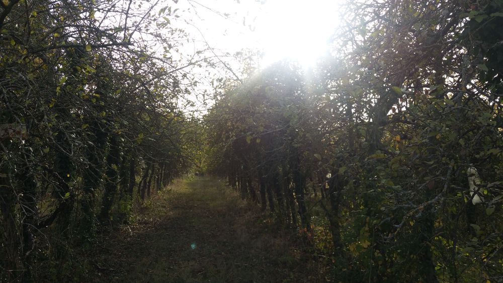 ferme du fourchet nanteau sur lunain exploitation polyculture agriculture biologique vergers arboriculture cidres jus de pommes seine et marne vivre en grand