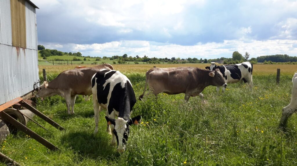 ferme petit remy vaches laitieres yaourts fermiers agriculture bio gout campagne se regaler saint remy la vanne seine et marne vivre en grand x