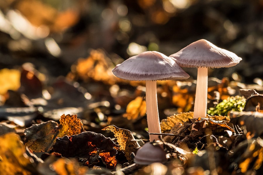 foret armainvilliers champignon ©dtoulouze cueillette seine et marne