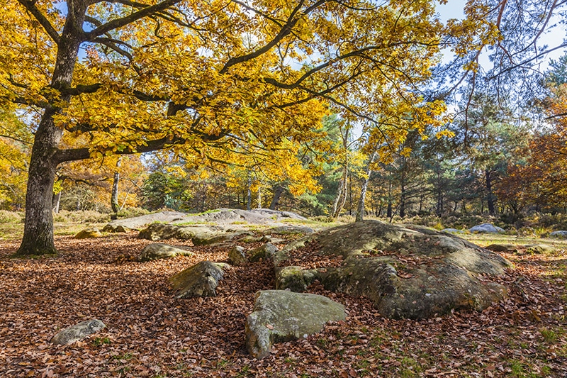 foret fontainebleau automne seine et marne