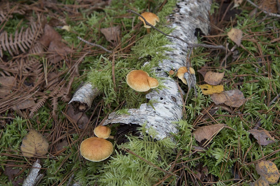 foret fontainebleau champignon ©dBo cueillette seine et marne