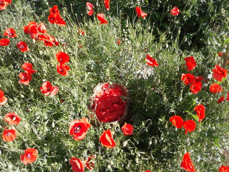 image Coquelicot de Nemours c Des Lis Chocolat