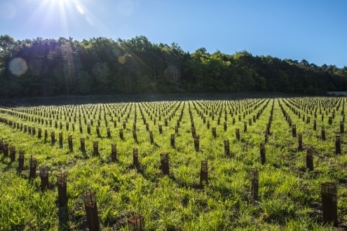 image carrehome cdaebfcfcedccc vignoble clos de nonville