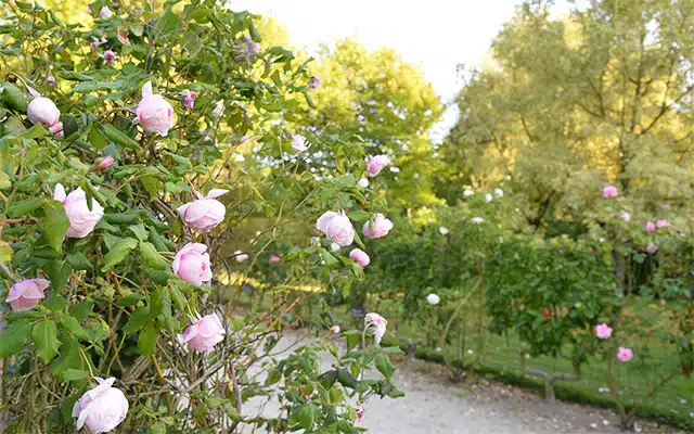 jardin remarquable roseraie provins seine et marne