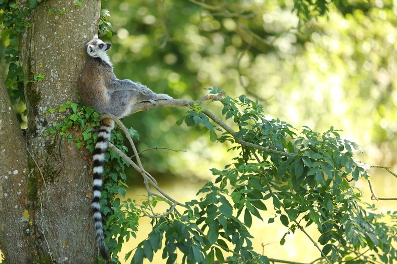 lemuriens parc des felins seine et marne yann piriou