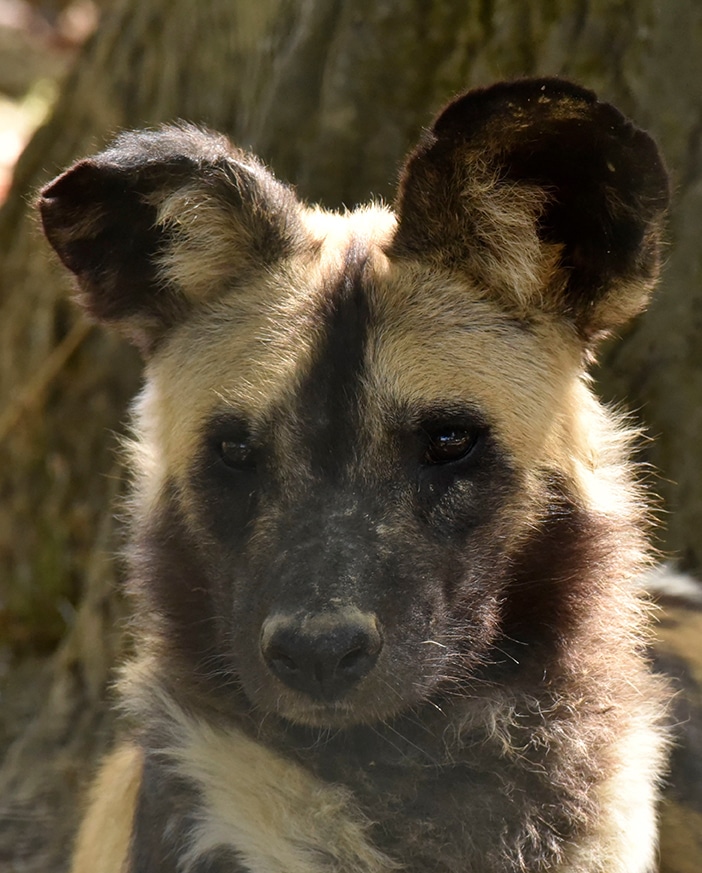 lycaon zoo bois attilly seine et marne