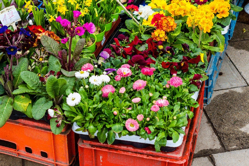 marche aux plantes seine et marne ©istock