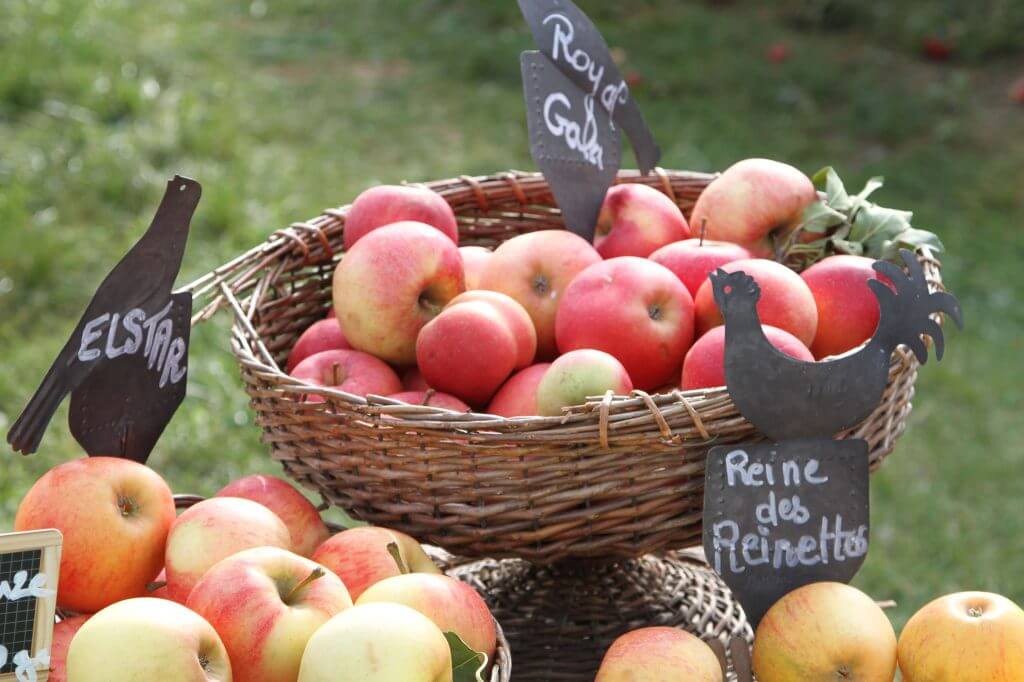 panier pomme reine de reinette