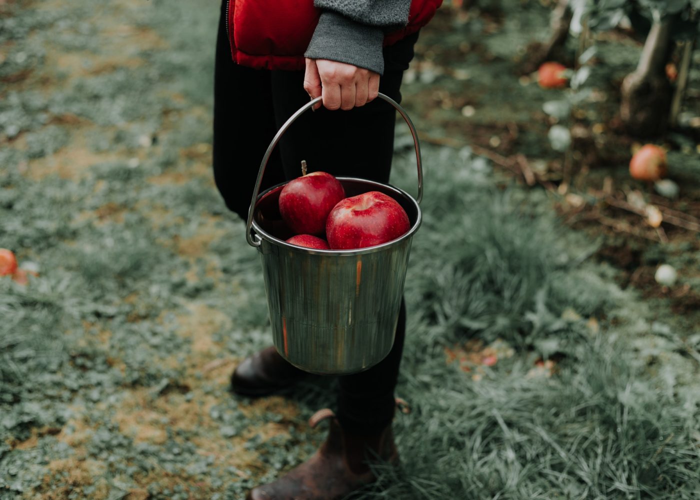 photo principale recolte pommes a la main vergers bio agriculture se regaler jus de pommes cidre seine et marne vivre en grand priscilla du preez