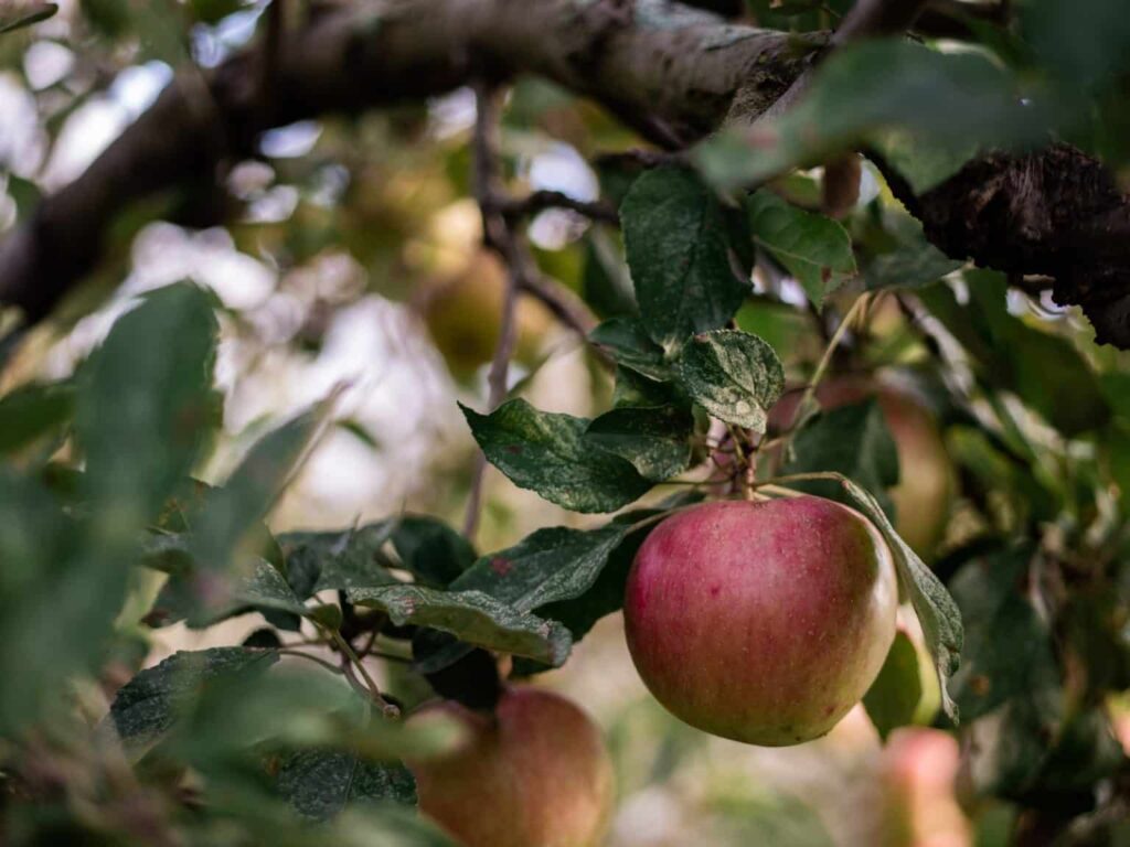 pommes verger naturel bio agriculture se regaler seine et marne vivre en grand aaron burden JdgSuiZaik unsplash x