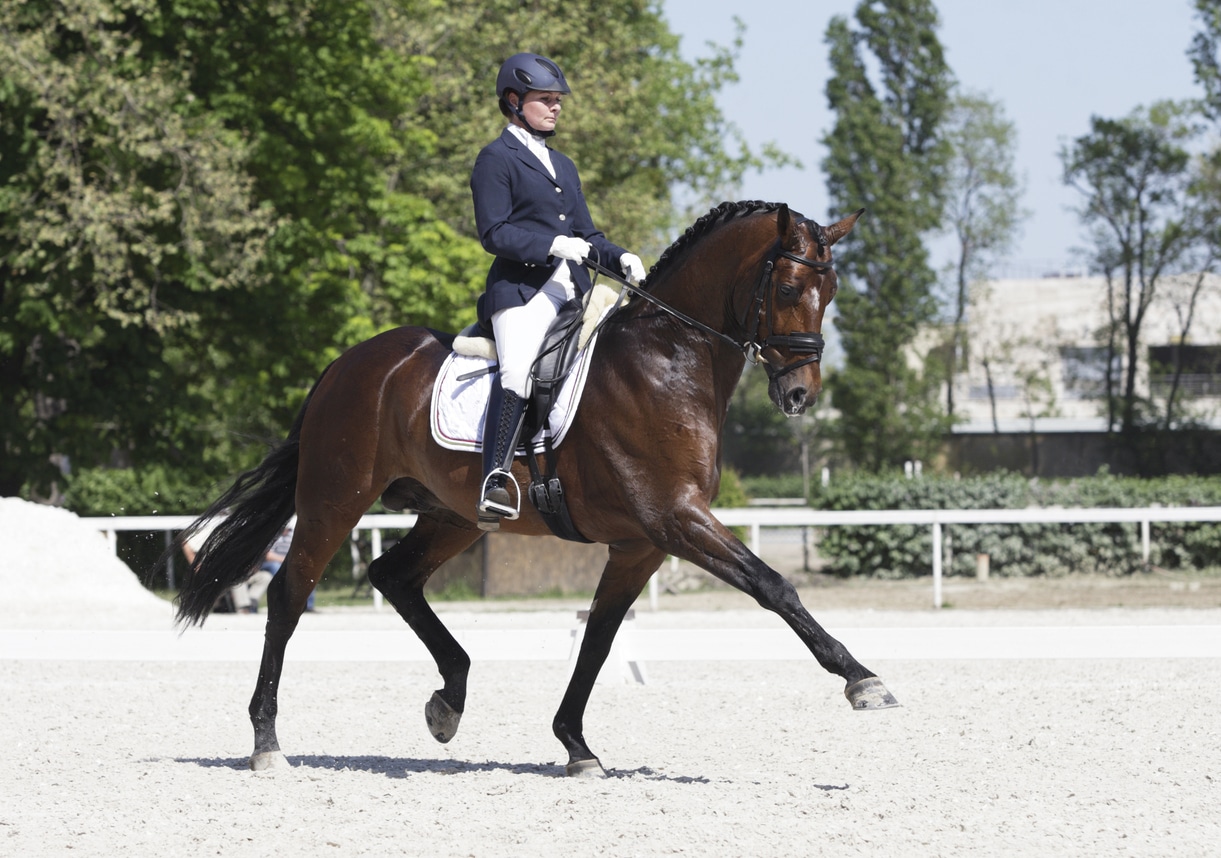 Extended trot dressage