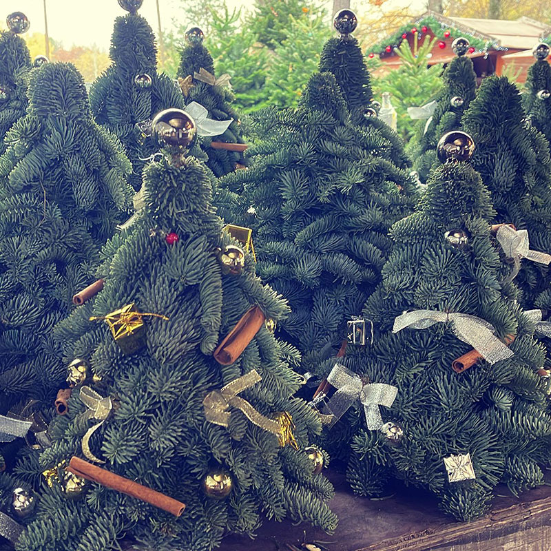 sapins seine et marne