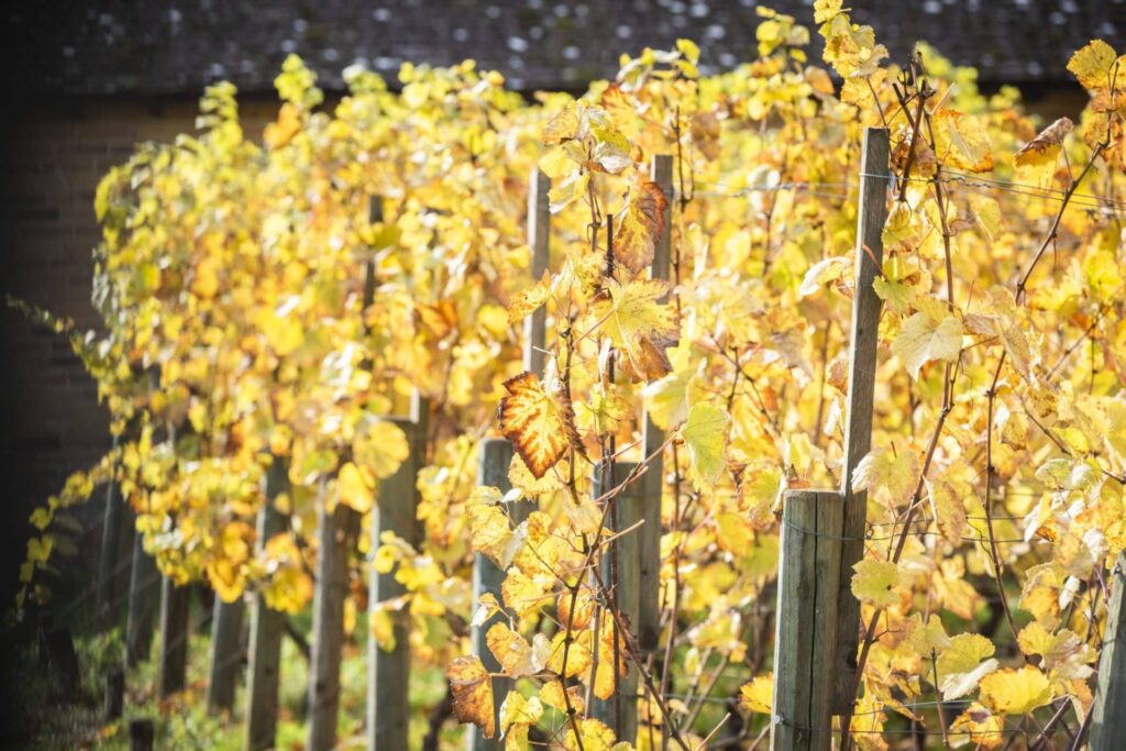 vignes dorees vendanges village de caractere bon vin automne Flagy seine et marne cred SMA cbadet