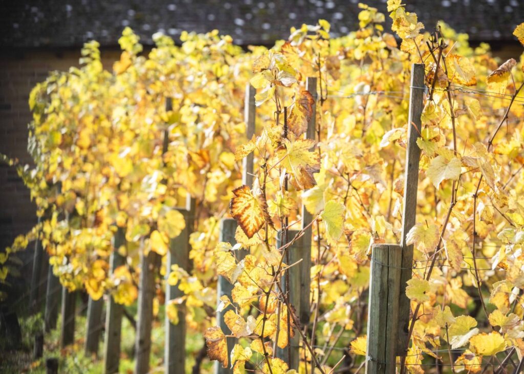 vignes en seine et marne decouvertes domaines viticoles vins ©SMA cbadet